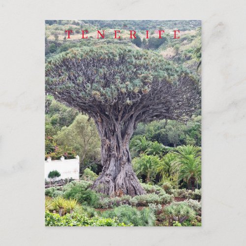 Tenerife Dragon Tree view postcard