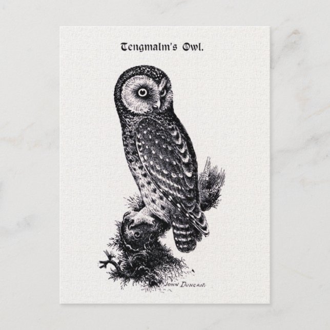 Tengmalm's Owl Vintage Bird Illustration Postcard (Front)