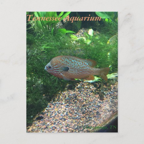 Tennessee Aquarium Postcard
