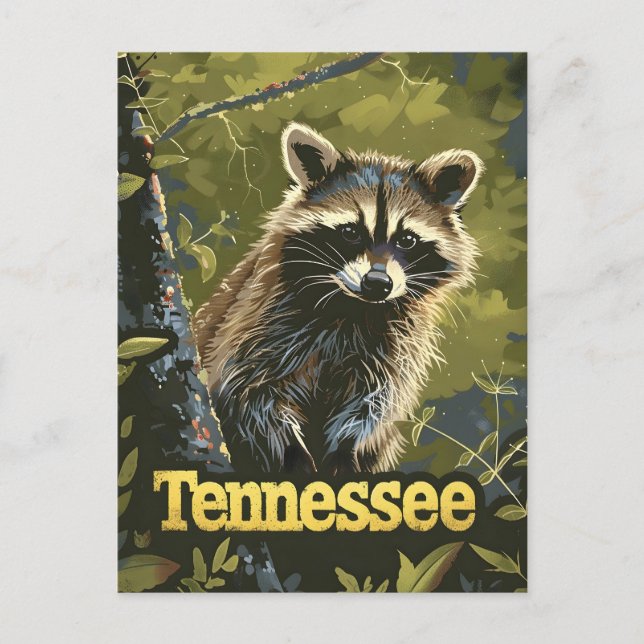 Tennessee Raccoon Postcard (Front)