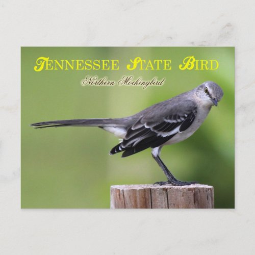 Tennessee State Bird _ Northern Mockingbird Postcard