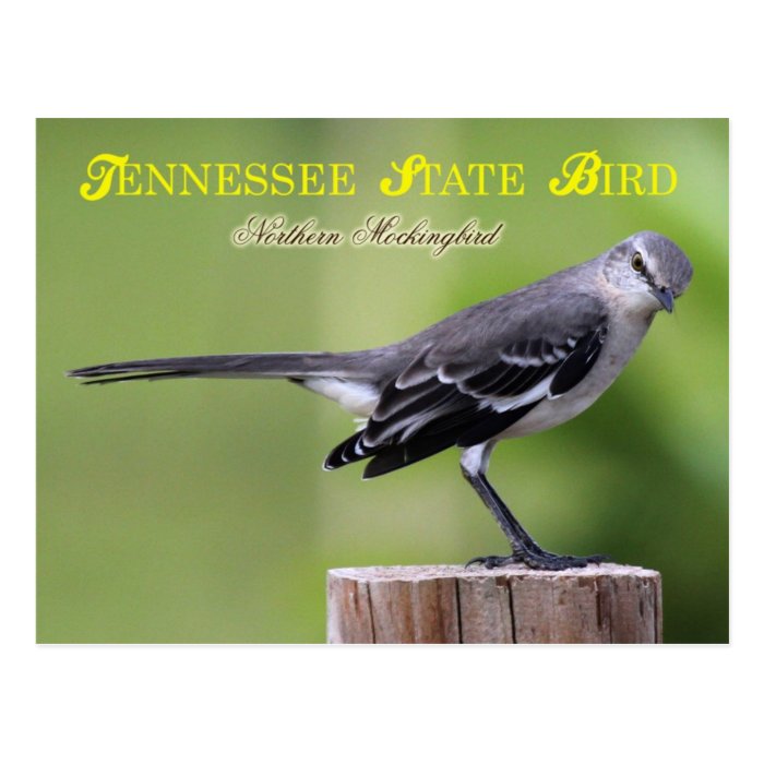 Tennessee State Bird   Northern Mockingbird Post Cards