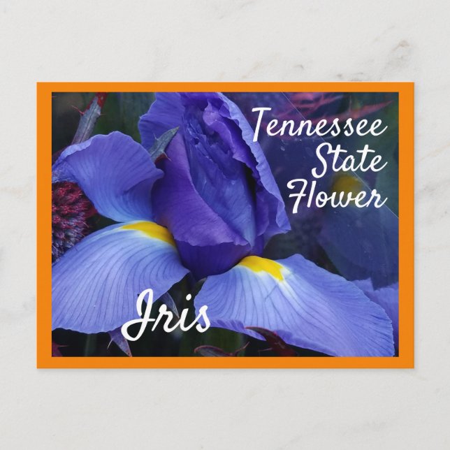 Tennessee State Flower TN Iris Postcard (Front)