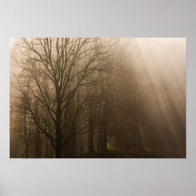 Tennessee Trees in Fog | Great Smoky Mountain Poster (Front)