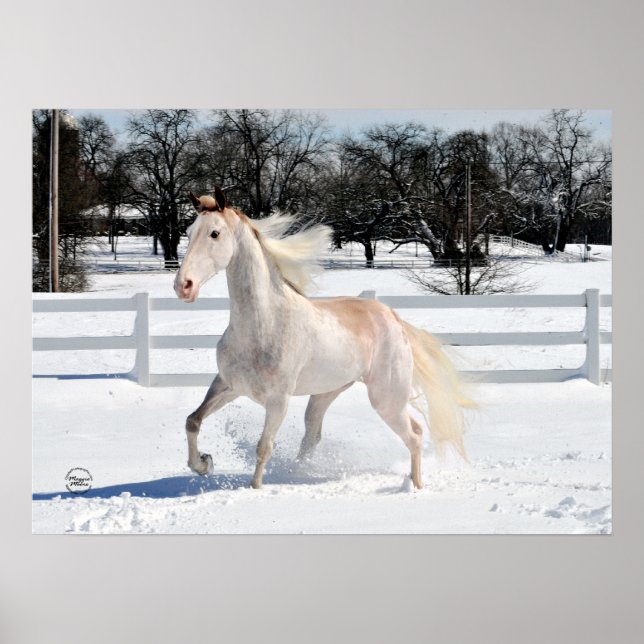 Tennessee Walking Horse in Snow Poster (Front)