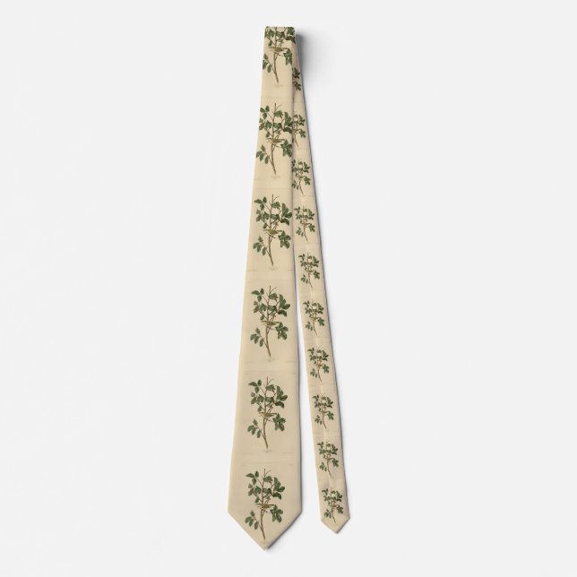 Tennessee Warbler, from Audubon's Birds of America Neck Tie (Front)