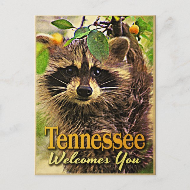 Tennessee Welcomes You Raccoon Postcard (Front)