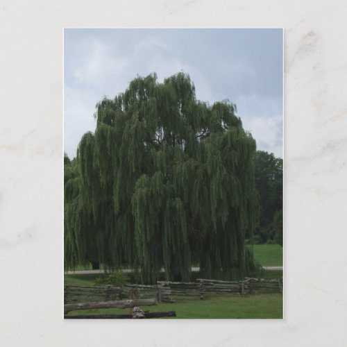 Tennessee Willow Tree Postcard