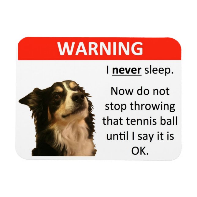 Tennis Ball Warning (Border Collie) Magnet (Horizontal)