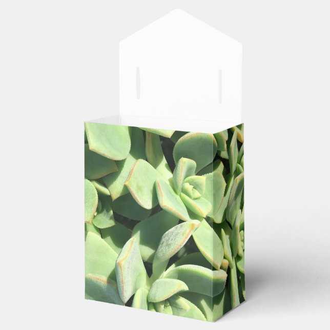 Tent Style Favor Box - Green Succulents (Opened)