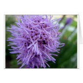 Tentacle Spider Violet Flower (Front Horizontal)
