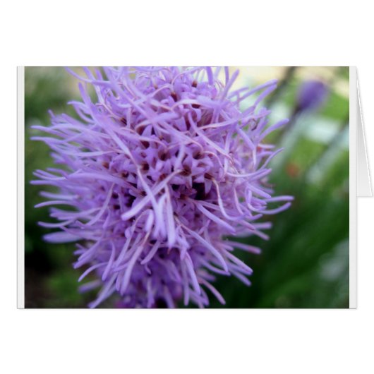 Tentacle Spider Violet Flower Cards (Front Horizontal)
