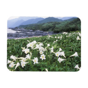 Teppo Yuri (Lily), Yakushima, Kagoshima, Japan Magnet