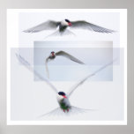 Tern Collection Poster at Zazzle