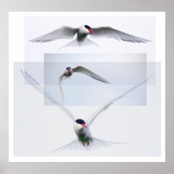 Tern Collection Poster by Madddy at Zazzle