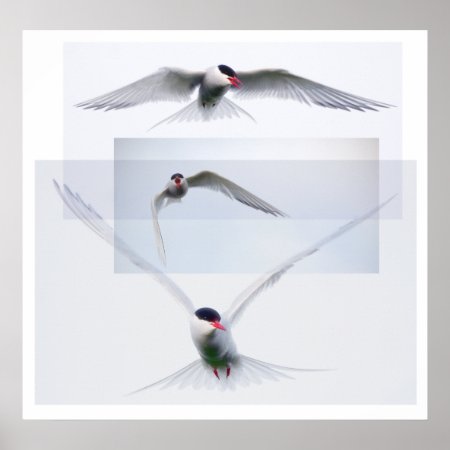Tern Collection Poster
