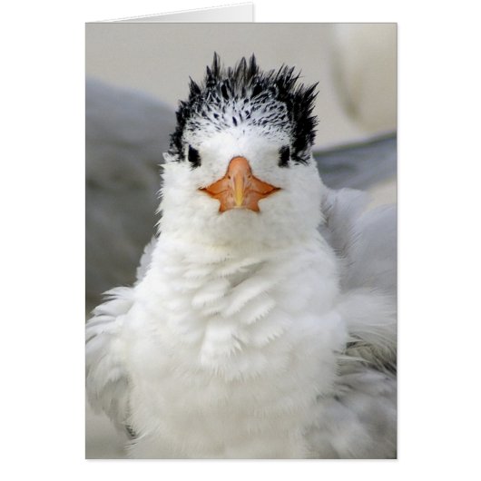 Tern Fluffy Cards (Front)
