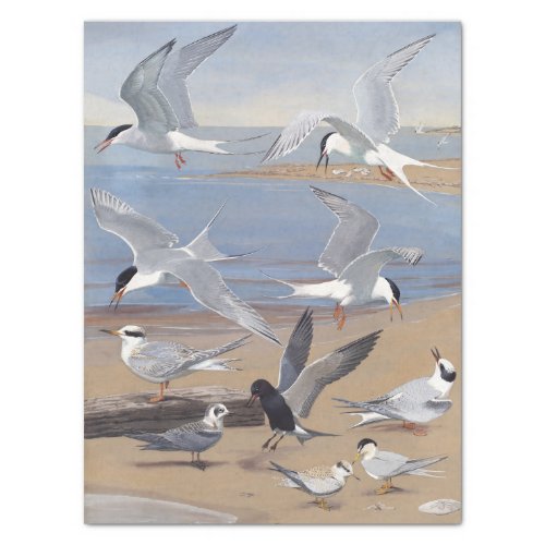 Tern Seagull Bird on Beach Ocean Vintage Decoupage Tissue Paper