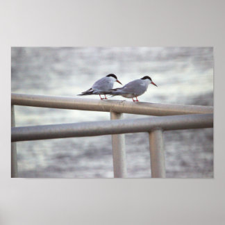 Terns Photo Poster