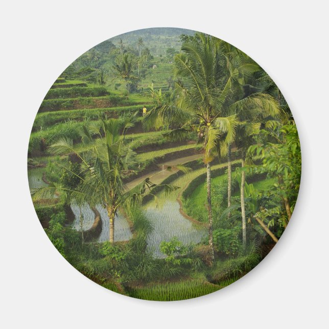 Terrace Ricefield in Bali Magnet (Front)