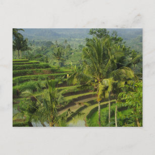 Terrace Ricefield in Bali Postcard