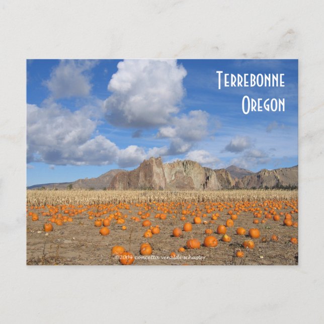 Terrebonne Pumpkins Postcard (Front)