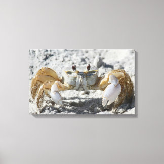 Terrestrial Crab on the Sand Wrapped Canvas