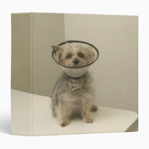 Terrier dog wearing protective collar binder