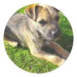 Terrier Puppy Sticker