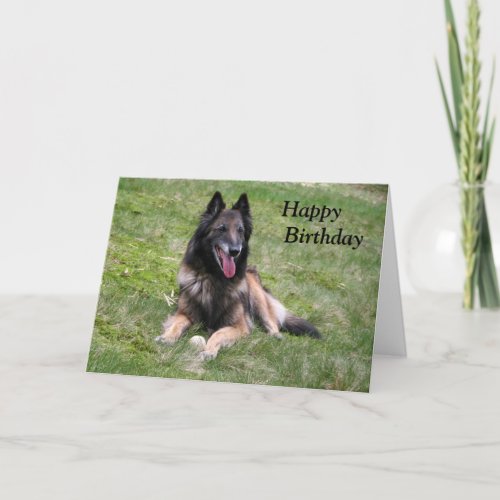 Tervuren Belgian Shepherd dog photo birthday card