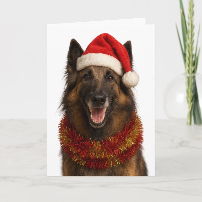 Tervuren in a Santa hat Christmas card (Front)