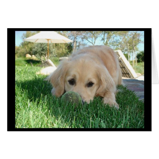 Tess' Dog Days Cards (Front Horizontal)
