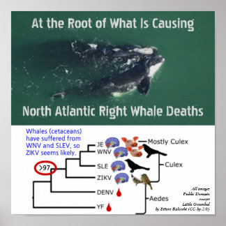 Test North Atlantic Right Whales For Zika by Rose Poster