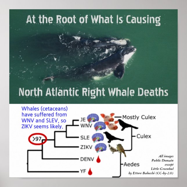 Test North Atlantic Right Whales For Zika by Rose Poster (Front)