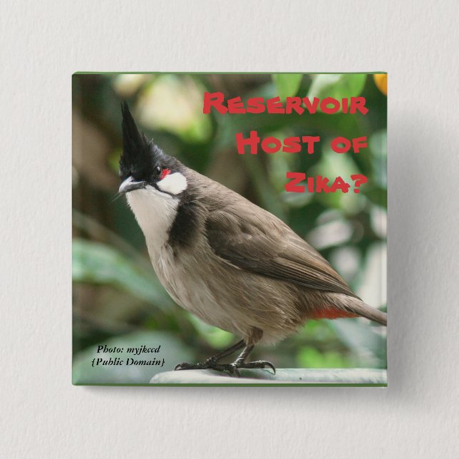 Test Red-Whiskered Bulbuls by RoseWrites Pinback Button (Front)