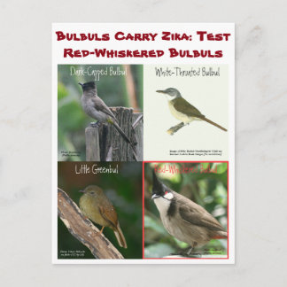 Test Red-Whiskered Bulbuls by RoseWrites Postcard