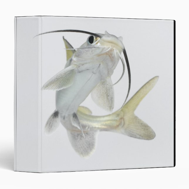 Tete sea catfish (Hexanematichthys seemanni) Binder (Front/Spine)