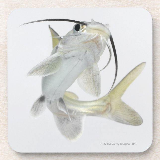 Tete sea catfish (Hexanematichthys seemanni) Drink Coaster (Front)
