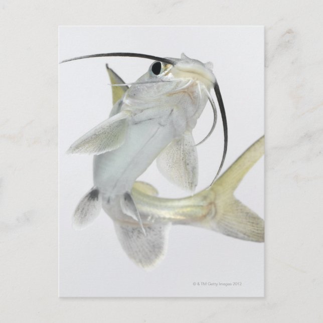 Tete sea catfish (Hexanematichthys seemanni) Postcard (Front)