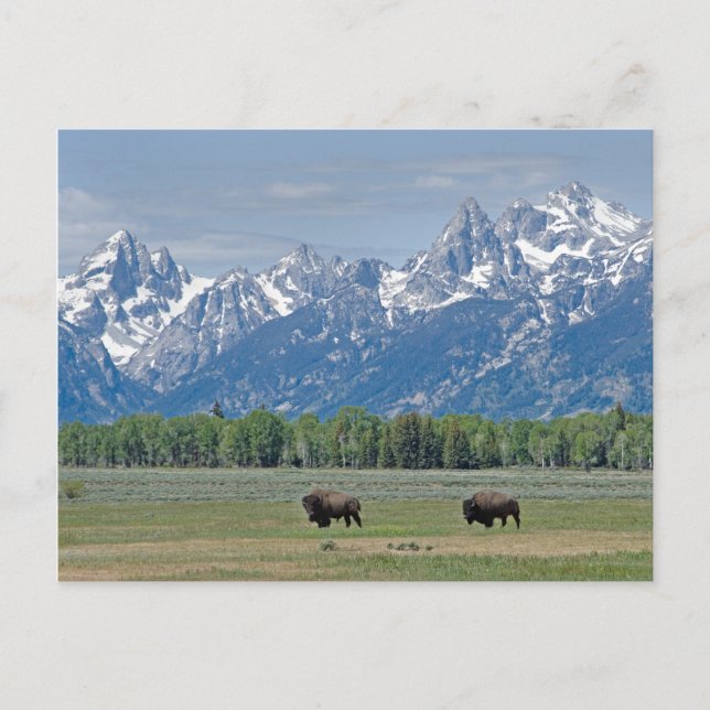 Teton Buffalo Postcard (Front)