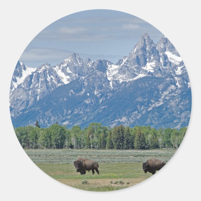 Teton Buffalo Sticker (Front)