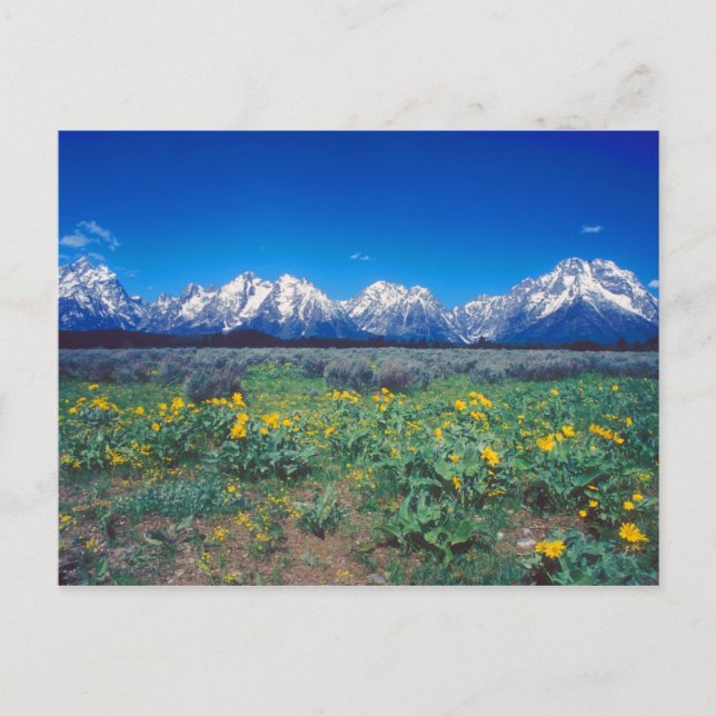 Teton Mountains and Wildflowers Postcard (Front)