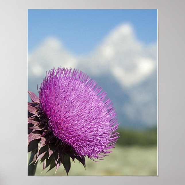 Tetons Thistle Poster (Front)
