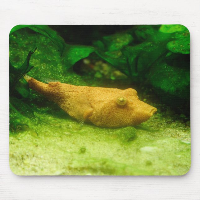 Tetraodon miurus mouse pad (Front)