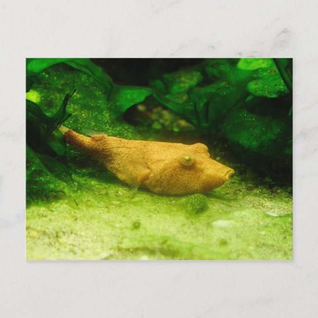 Tetraodon miurus postcard (Front)