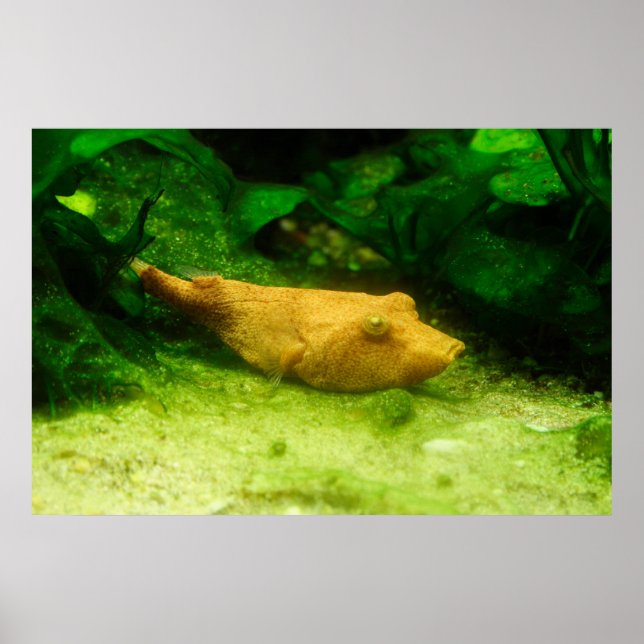 Tetraodon miurus poster (Front)