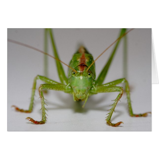 Tettigonia viridissima cards (Front Horizontal)