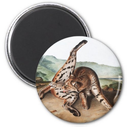 Texan Lynx Lynx rufus var maculatus Illustration Magnet