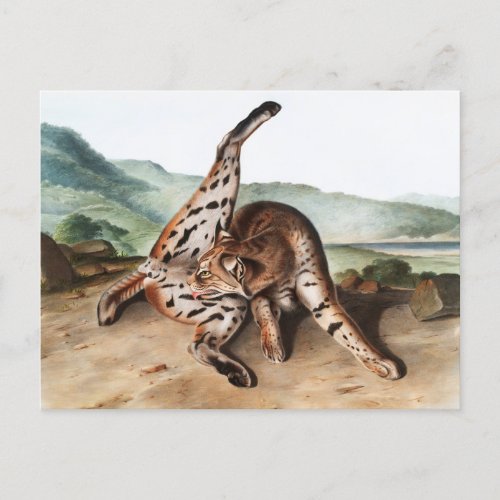 Texan Lynx Lynx rufus var maculatus Illustration Postcard