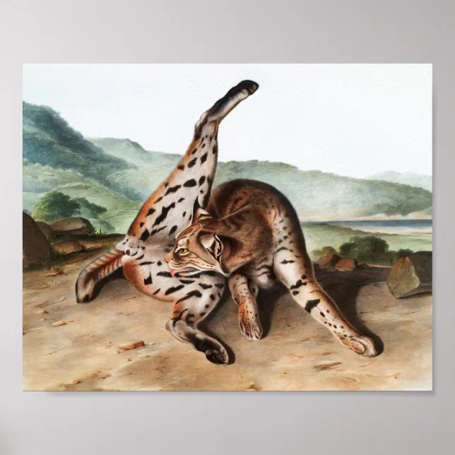 Texan Lynx (Lynx rufus var maculatus) Illustration Poster | Zazzle